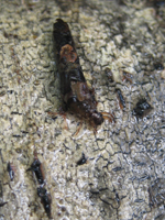Case-making Caddisfly from the Róbalo River